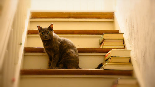 Cat sitting on staircase