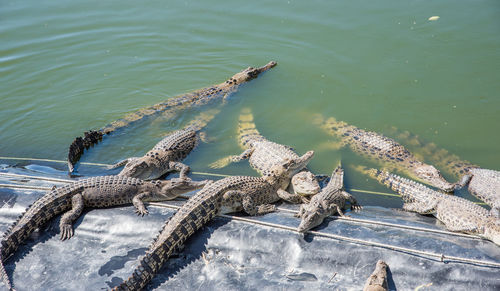 High angle view of crocodile in lake