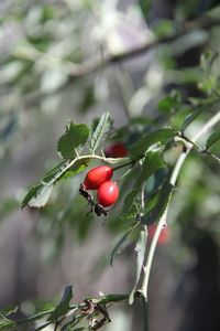 Close-up of red berries growing on tree