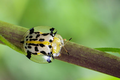 Close-up of insect on leaf