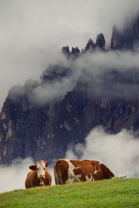 Cows on hill against mountain in foggy weather