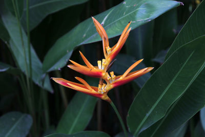 Close-up of red flower