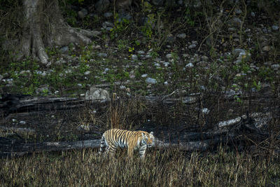 View of an animal on field in forest
