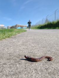 Close-up of crab on road