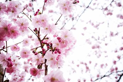 Low angle view of cherry blossoms against sky