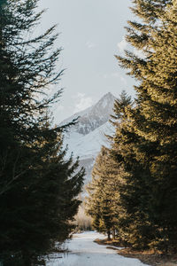 Pine trees on snowcapped mountains against sky