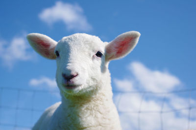 Close-up portrait of lamb against sky