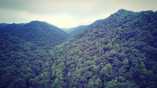 Scenic view of forest against sky