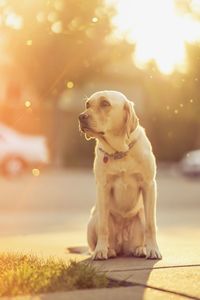 Close-up of dog sitting on tree