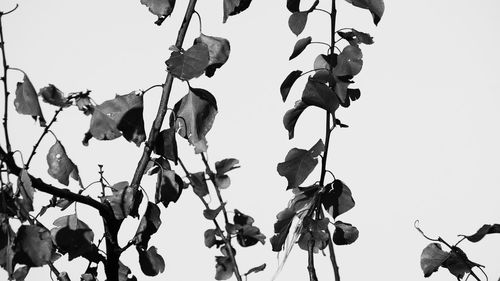 Low angle view of plant against clear sky