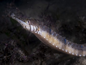 Close-up of fish swimming in sea