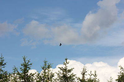 Low angle view of birds flying in sky