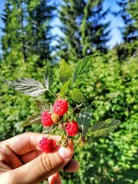 Close-up of hand holding berries