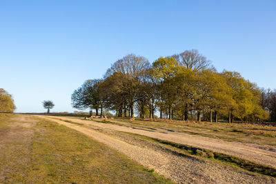 Trees on field against clear blue sky