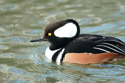 Close-up of duck swimming in lake