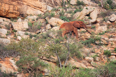 A male african elephant grazing at the top of a hill at tsavo east national park in kenya