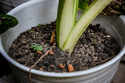 High angle view of potted plant in pot