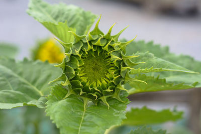 Close-up of sunflower on plant