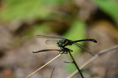 Close-up of dragonfly on leaf