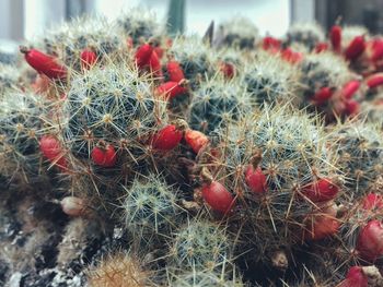 Close-up of red berries on cactus