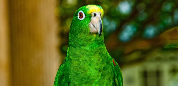 Close-up of peacock