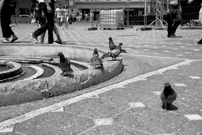 Pigeon in city