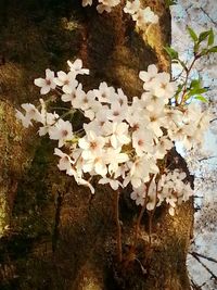 Close-up of white flowers