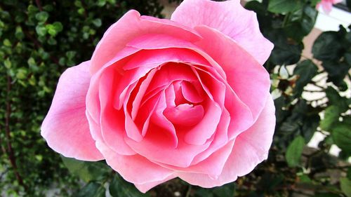 Close-up of pink rose