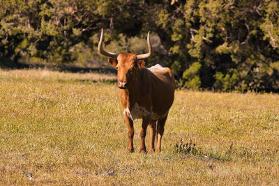 Horse standing in a field