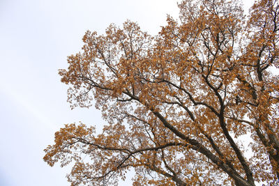 Low angle view of flowering tree against sky