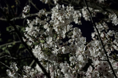 Close-up of white cherry blossoms in field