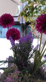 Close-up of purple flowers blooming outdoors