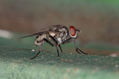 Close-up of fly