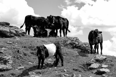 Horses on field against sky