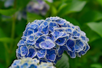 Close-up of blue hydrangea flower