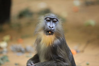 Close-up portrait of monkey in zoo
