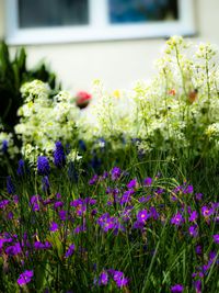 Close-up of flowers blooming outdoors