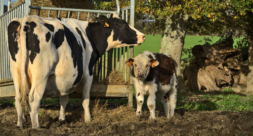 Cows standing in a farm
