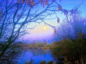 Low angle view of plants against sky