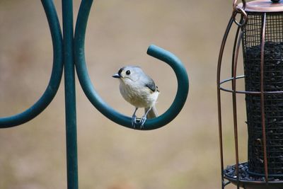 Close-up of bird perching on metal fence