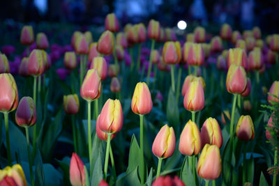 Close-up of tulips in field