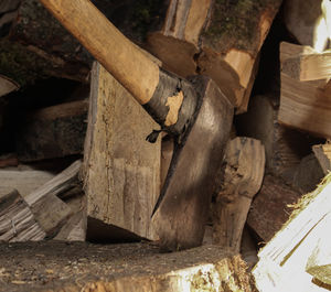 Stack of logs in forest