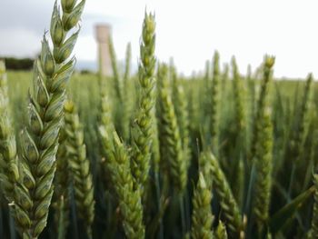 Close-up of stalks in field against sky