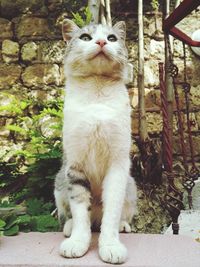 Close-up of cat looking away