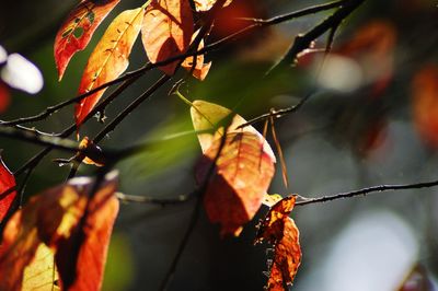 Close-up of dry leaves on branch