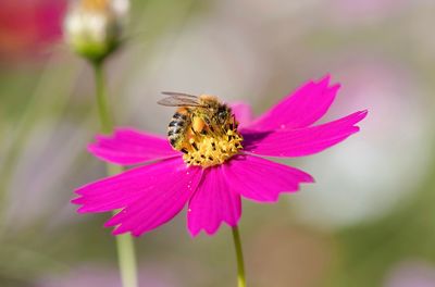Close-up of bee pollinating on pink flower