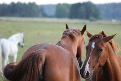 Close-up of horse on field