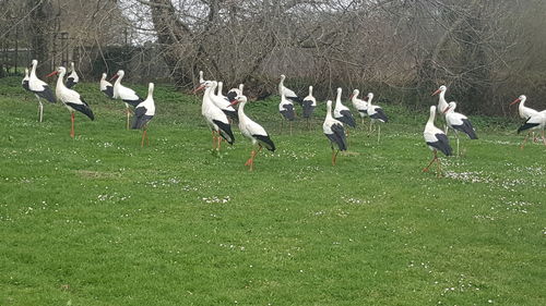 Flock of birds on grass against sky