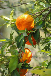 Close-up of orange fruit on tree