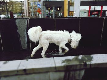 White dog looking through window
